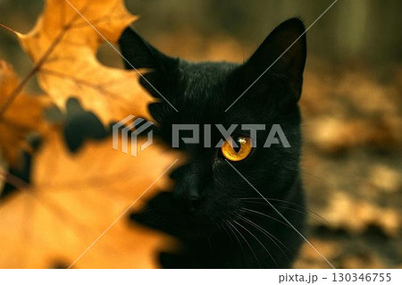 黒猫と秋・ハロウィンの幻想的イメージ 130346755