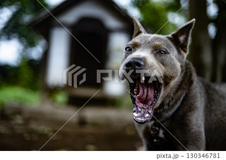 犬小屋と犬　犬　草原　ペット　犬小屋　一戸建て　動物　干支　十二支　ピットブル 130346781
