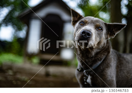 犬小屋と犬 犬 草原 ペット 犬小屋 一戸建て 動物 干支 十二支 ピットブル 犬小屋と犬 犬 草原 ペット 犬小屋 一戸建て 動物 干支 十二支 ピットブル 130346783