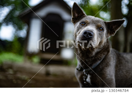 犬小屋と犬　犬　草原　ペット　犬小屋　一戸建て　動物　干支　十二支　ピットブル 130346784