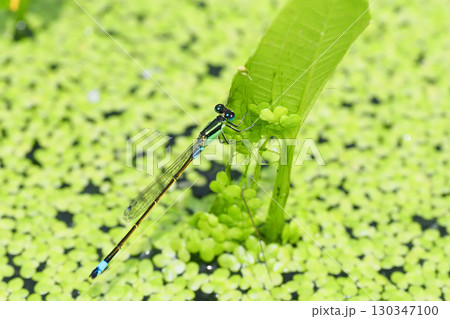 アオモンイトトンボ（オス） 130347100