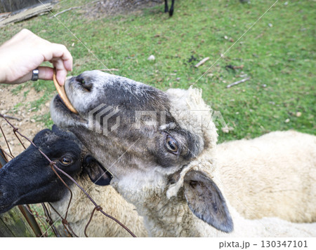 もぐもぐタイムの羊 130347101