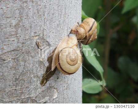木に登るカタツムリ 木に登るカタツムリ 130347110