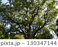 木漏れ日 130347144
