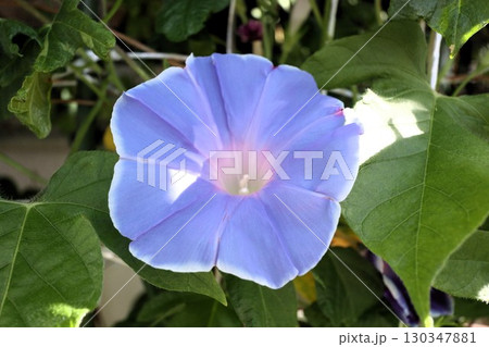 夏の庭の花「朝顔」あさがお：花壇の花：あさがお屋敷 130347881