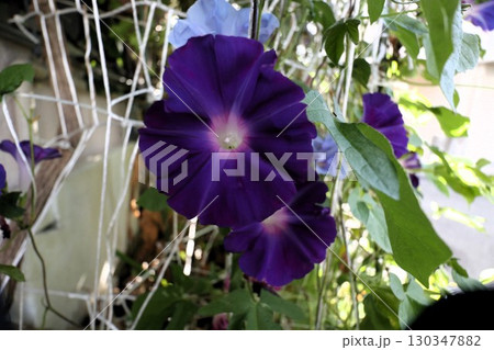夏の庭の花「朝顔」あさがお:花壇の花:あさがお屋敷 夏の庭の花「朝顔」あさがお:花壇の花:あさがお屋敷 130347882