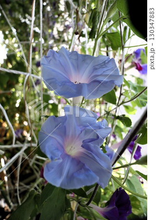 夏の庭の花「朝顔」あさがお:花壇の花:あさがお屋敷 夏の庭の花「朝顔」あさがお:花壇の花:あさがお屋敷 130347883