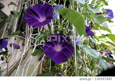 夏の庭の花「朝顔」あさがお：花壇の花：あさがお屋敷 130347885