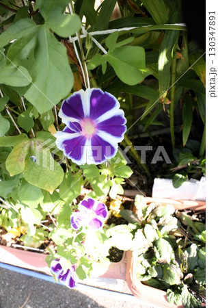 夏の庭の花「朝顔」あさがお:花壇の花:あさがお屋敷 夏の庭の花「朝顔」あさがお:花壇の花:あさがお屋敷 130347891