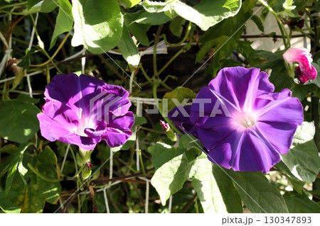 夏の庭の花「朝顔」あさがお:花壇の花:あさがお屋敷 夏の庭の花「朝顔」あさがお:花壇の花:あさがお屋敷 130347893