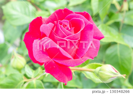 バラ(つるエデン・ローズ) バラ(つるエデン・ローズ) 130348266