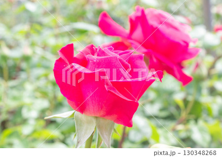 バラ(つるエデン・ローズ) バラ(つるエデン・ローズ) 130348268