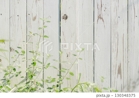 白い塀に絡まる緑の葉 130348375