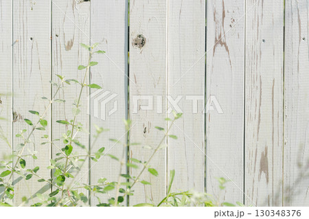 白い塀に絡まる緑の葉 130348376