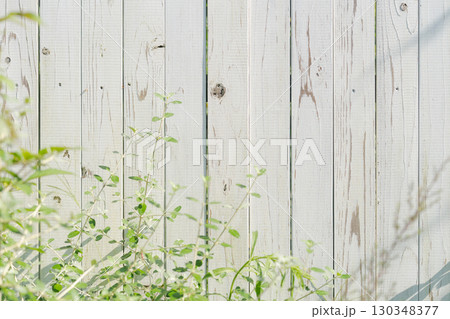 白い塀に絡まる緑の葉 白い塀に絡まる緑の葉 130348377