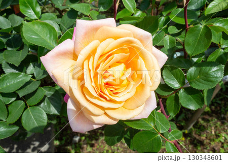 バラ（つるグランメール・ジェニー） 130348601