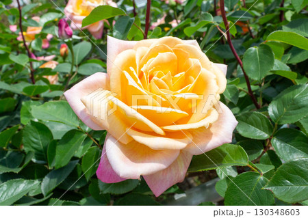 バラ（つるグランメール・ジェニー） 130348603