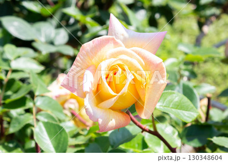 バラ（つるグランメール・ジェニー） 130348604