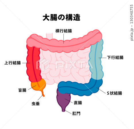 大腸の部位名称　ベクターイラスト 130348755