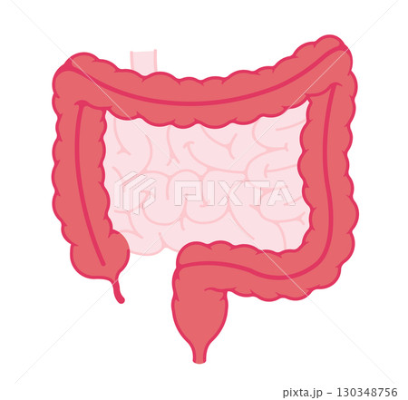 大腸の外観 ベクターイラスト 大腸の外観 ベクターイラスト 130348756