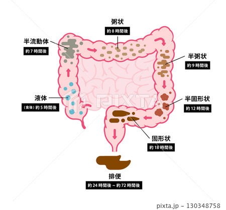 大腸で便が作られるまでのベクターイラスト 130348758