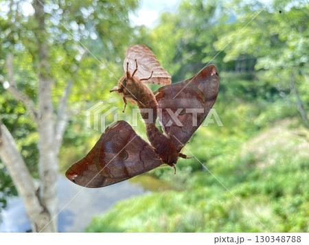 ガラス越しに見るクスサンの交尾 130348788