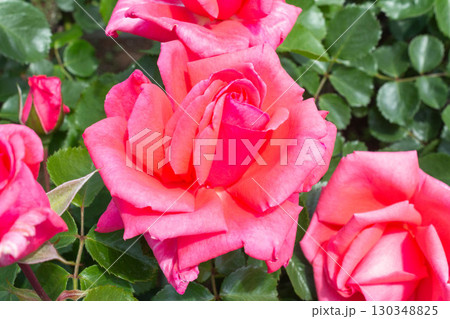 バラ（ロザンナ） 130348825