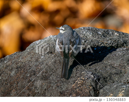 地面を歩くハクセキレイ 130348883