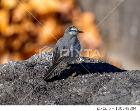 地面を歩くハクセキレイ 130348884