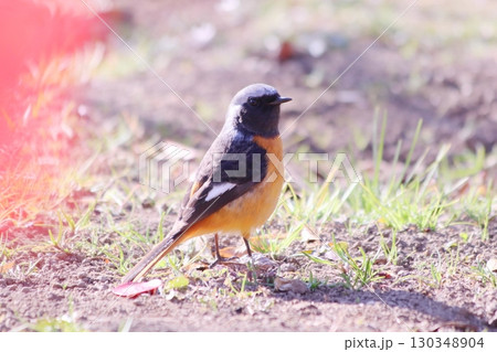 地面の上で振り向くジョウビタキ 地面の上で振り向くジョウビタキ 130348904