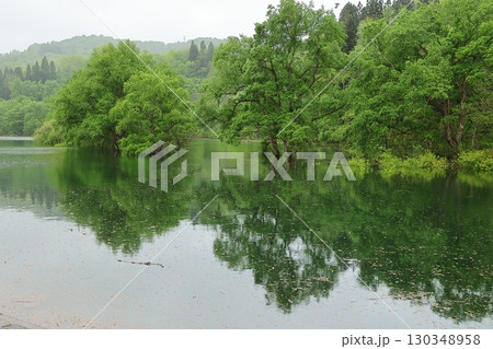 水没林 水没林 130348958