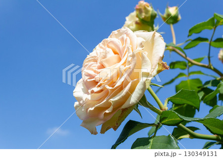 バラ(エメラルド・アイル) バラ(エメラルド・アイル) 130349131