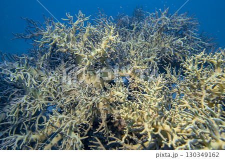 Corals intertwined like in a jungle at the bottom of a coral reef in the South China Sea in Vietnam Corals intertwined like in a jungle at the bottom of a coral reef in the South China Sea in Vietnam 130349162