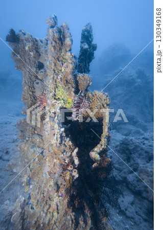 A column of coral reef with lionfish underwater in the South China Sea in Vietnam 130349168