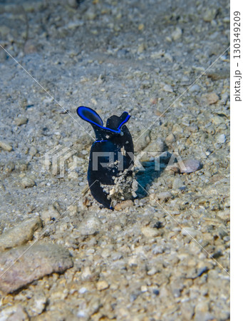 Clam nudibranch Chelidonura Blue buries itself in the rocky bottom of the South China Sea in Vietnam Clam nudibranch Chelidonura Blue buries itself in the rocky bottom of the South China Sea in Vietnam 130349209