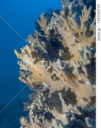 Pale pink soft corals like deer antlers underwater on a coral reef in the South China Sea in Vietnam Pale pink soft corals like deer antlers underwater on a coral reef in the South China Sea in Vietnam 130349214