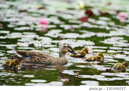 おかあさんといっしょ 130349257