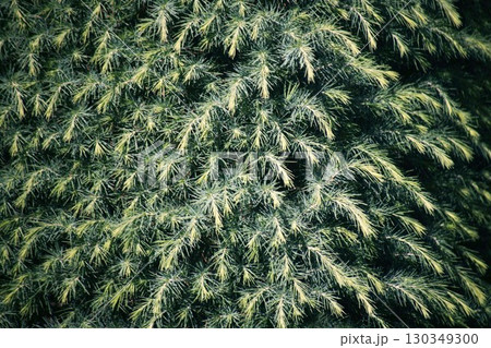 ヒマラヤスギの新芽がいっぱい 130349300