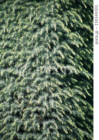 ヒマラヤスギの新芽がいっぱい 130349301