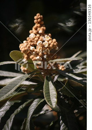 咲き始めたびわの白い花 130349316