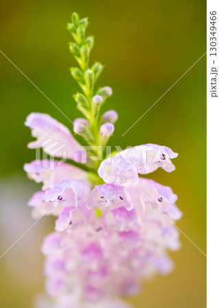 淡いピンクのハナトラノオの花 130349466