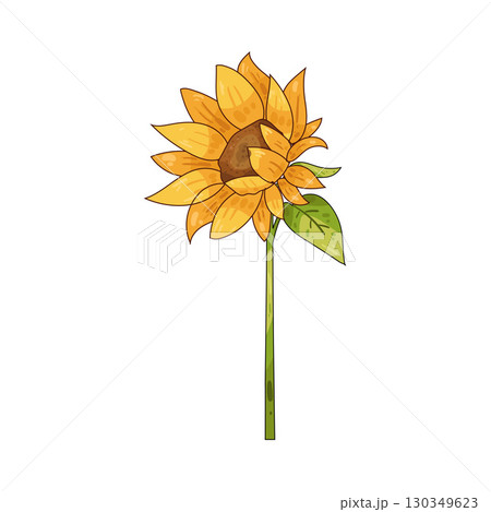 illustration of sunflower stalk 130349623