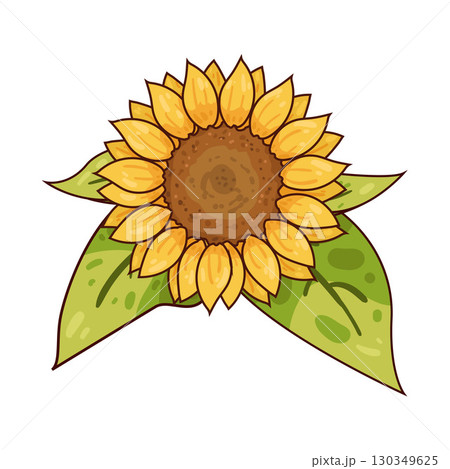 illustration of sunflower illustration of sunflower 130349625