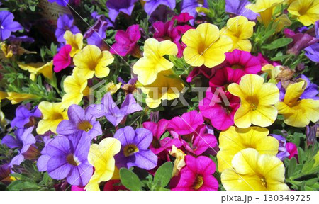 カラフルなカリブラコアの花のアップ 130349725