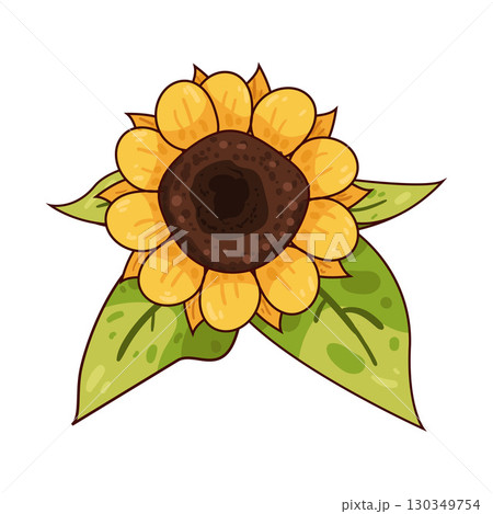 illustration of sunflower 130349754