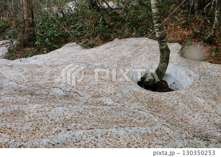 ブナの森 130350253