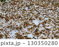 ブナの森 130350280