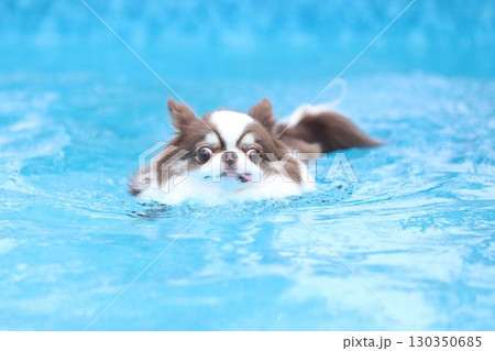 真夏のプールで泳ぐチワワ 130350685