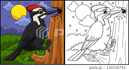 Bird Woodpecker Coloring Page Colored Illustration 130350741
