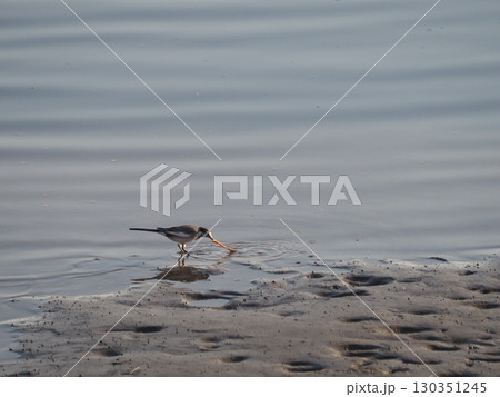 冬の荒川の岸辺で餌を探すハクセキレイ 130351245